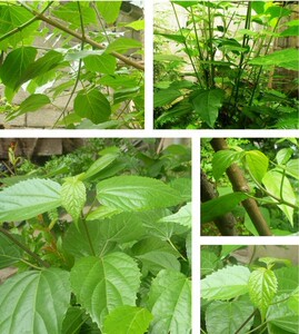 观音树神豆腐树苗