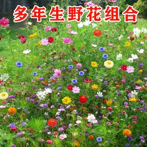 四季播种开花野花组合花种室外庭院易活花种籽子大全花卉种孑花籽
