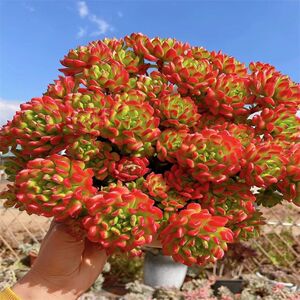 小灯笼多肉老桩群生多头火焰灯笼超大冠幅手捧花状红灯笼多肉植物