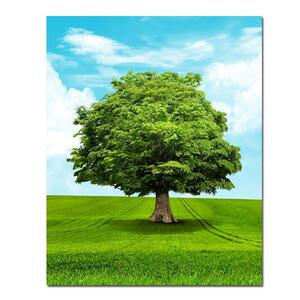 一棵大树挂画绿色树木草地贴墙画蓝天白云草地风景海报招财风水画