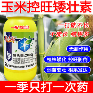 玉米矮壮素玉米控旺药玉米专用控旺矮化剂叶面肥控旺剂提高产量
