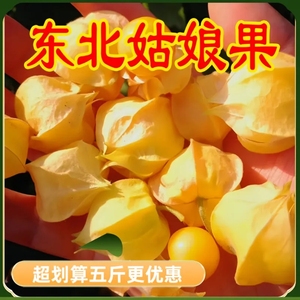 东北姑娘果新鲜水果当季大菇娘鲜果黄姑鸟洋灯笼甜菇凉特