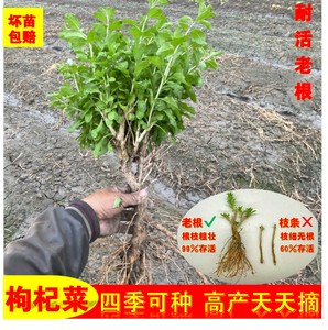 枸杞盆栽盆景可食用大叶枸杞树苗菜苗老桩阳台绿植花卉室内植物