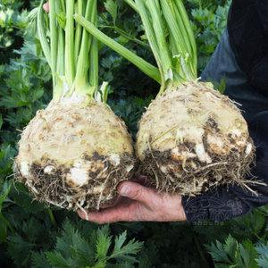 根芹种子芹菜种籽蔬菜阳台菜籽春季四季孑芹菜根栽培籽种播种