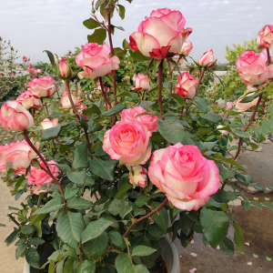 果汁阳台月季爱莎艾莎朱丽叶永远的艾帕索四季开花灌木花苗盆栽