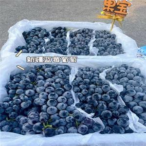 【顺丰】新疆蓝莓葡萄新鲜水果当季现摘吐鲁番无籽葡萄黑提子