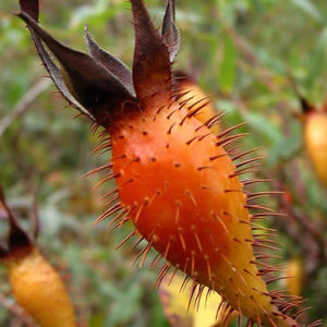 新鲜官方旗舰店正品野生沙刺果内蒙干果鲜果中药果干茶原浆4人付款23