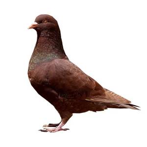 活体肉鸽 红色卡奴 白羽王种鸽幼鸽 鸽蛋 球鸽 信鸽 落地王