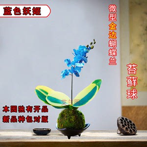 苔藓玉迷你矮种金边金叶咖啡蝴蝶兰带花苞好养活室内桌面花卉盆栽