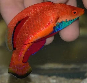 海水鱼蓝肚仙子雀德国雀火焰雀