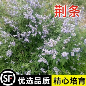 黄荆条种子牡荆五指风五指柑黄荆柴黄金子护坡蜜源养蜂杜荆花种籽