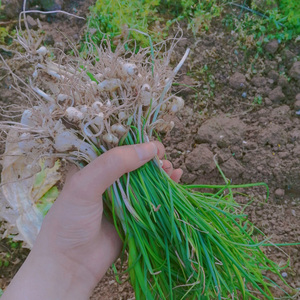 四川达州现挖新鲜野葱山葱小葱小蒜小根蒜野胡葱薤白香葱3斤