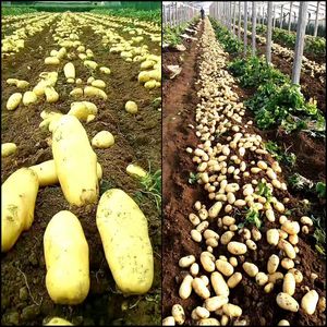 高产黄心大土豆种子脱毒马铃薯洋芋种孑春秋季土豆原种籽带芽栽苗