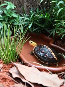 养龟专用盆龟盆水陆两用半水龟饲养箱黄缘龟宠物爬宠造景两用缸