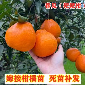 四川春见粑粑柑橘子树苗嫁接丑橘苗南方北方种植杂柑果树盆栽地栽