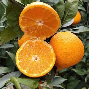 四川石棉黄果柑现摘现发橘子新鲜水果应季当季橙桔子酸甜孕妇水果