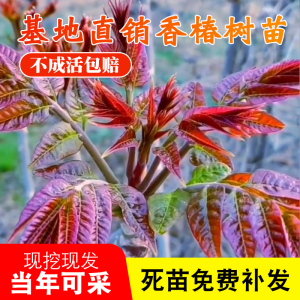 香椿树苗盆栽四季早采可种庭院地栽矮化红油香椿苗南方北方种植