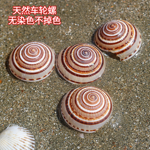 天然大海螺贝壳车轮螺草帽螺贝壳海螺地中海创意微景观漂流瓶鱼缸