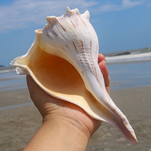 海洋科普天然大海螺贝壳左旋螺大螺纪念品家居收藏标本摆件包邮