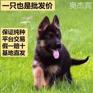 德牧幼犬纯种忠诚田园正宗牧羊犬长毛赛级看家护院双血统长毛德国