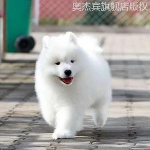 纯种萨摩耶幼犬活体微笑天使萨摩耶白色大白熊宠物中大型雪橇犬