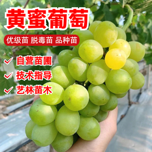 黄金蜜葡萄树苗无籽青提南北方黄玉葡萄树苗盆栽爬藤地栽当年结果