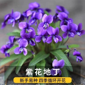 紫花地丁种子耐寒耐阴多年生花籽四季播种阳台庭院盆栽花种籽子