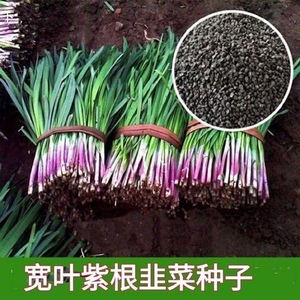紫根韭菜种子四季种籽子根红根宽叶根苗蔬菜苗籽种孑大叶籽大全