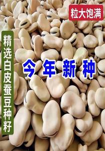 白皮蚕豆种子甜糯高产耐寒罗汉豆大荚大粒青蚕豆秋冬季蔬菜种子
