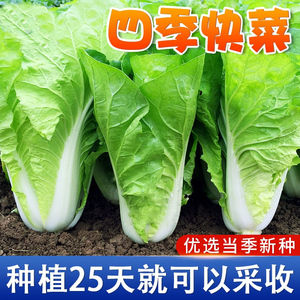 20天速生快菜种子四季小白菜籽耐热耐湿杂交蔬菜种孑春夏秋冬季