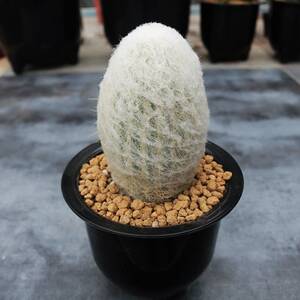 花田舍 老乐柱仙人球 实生大颗开花多肉植物室内防辐射仙人柱盆栽