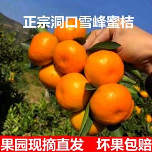 湖南无籽洞口雪峰蜜桔子早熟青皮酸甜孕妇橘子薄皮应当季新鲜水果