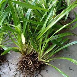 云南深山树上寄生兰花 虎头兰 吊兰可土种/树桩上种/树皮树末包邮