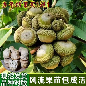 野生风流果苗树苗庭院石头果产地直发精选益肾子泡酒料双肾阴阳子