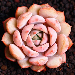 多肉植物克拉拉萌肉肉创意盆栽花卉绿植易爆盆群生多头吸甲醛多多