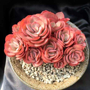 包邮多肉植物小叶秀妍多头秀妍秀妍群多肉肉肉植物