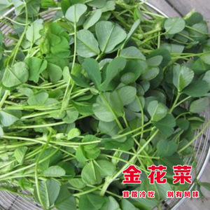 上海金花菜种籽黄花草头三叶菜种子农家蔬菜野菜籽食用苜蓿四季播