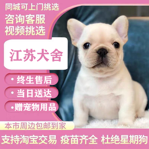 法斗幼犬法国斗牛犬纯种斗牛犬奶油色黑色法斗蓝牛英牛活体训练
