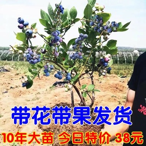 蓝莓树果苗带花带果盆栽地栽南方北方种植兔眼绿宝石蓝巨人蓝莓苗