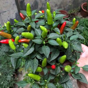 可食用朝天椒盆栽带果辣椒小树苗五彩椒花苗做菜阳台花卉小米椒