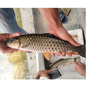 军鱼苗淡水养殖食用观赏鱼军鱼鱼苗坚鱼苗青竹鲩鱼苗活体鱼苗娟鱼