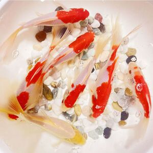 耐活草金鱼小金鱼冷水观赏鱼好养耐活锦鲤好养鱼凤尾鱼苗包邮包损