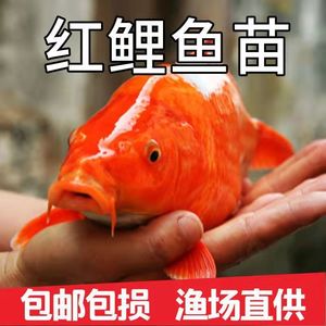 大规格红鲤鱼苗荷包红鲤鱼可食用可观赏淡水养殖活体包活
