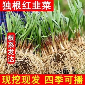 现挖独根红紫根韭菜根苗老品种细叶有机山东云南韭菜根苗种子籽孑