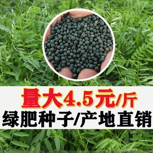 光叶紫花苕种子籽毛苕子草籽绿肥籽蜜源果园防草箭筈野豌豆草种孑