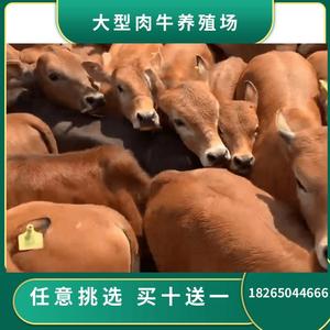 肉牛犊出售 厂家直销小牛犊牛苗活体价格3-6月断奶鲁西黄牛技术