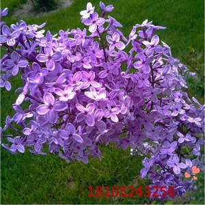 紫丁香种子 丁香树种子耐寒树种  白丁香小叶暴马丁香花种子