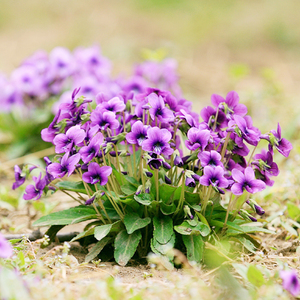 紫花地丁种子多年生植物花种四季种耐湿耐阴野堇菜种籽龙胆地丁草