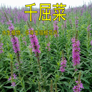 紫色千屈菜种子 水枝柳对叶莲 景观花卉种子四季易种耐热耐寒耐湿