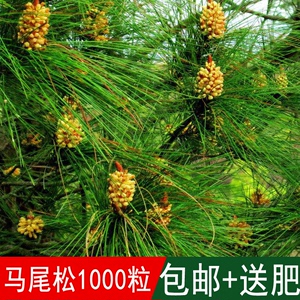 林木种籽 新采马尾松种子常绿苗木 别名：青松种子山松枞松种子